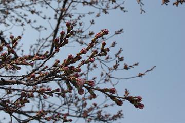 弘前市公園緑地課発表　桜の開花予想　第2回目_d0131668_1849141.jpg