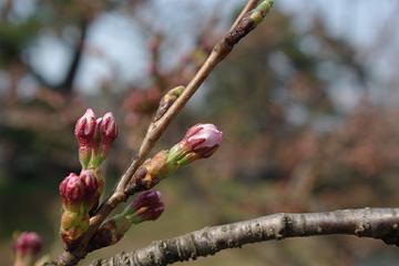 弘前市公園緑地課発表　桜の開花予想　第2回目_d0131668_18492263.jpg