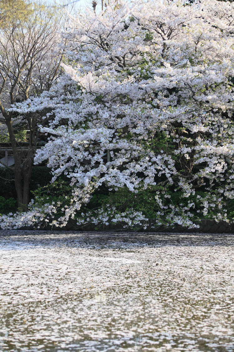 鎌倉お花見散歩_e0132968_23293757.jpg