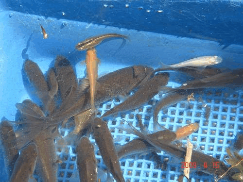 d0007071_16194894.gif