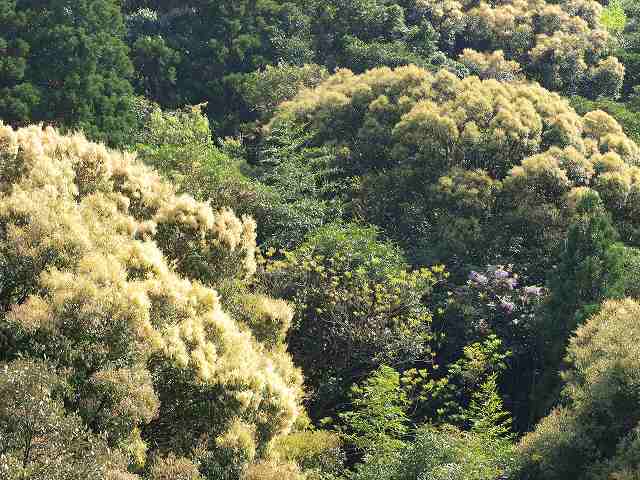 照葉樹の原生林_b0135573_206443.jpg