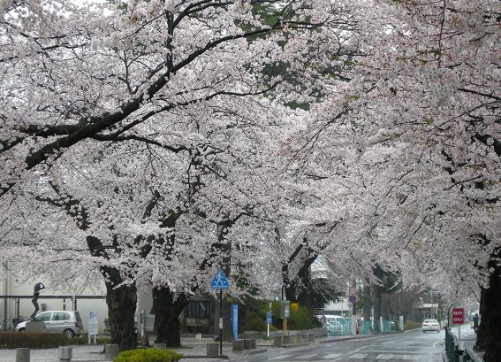 雨に洗われて_e0144973_20271342.jpg