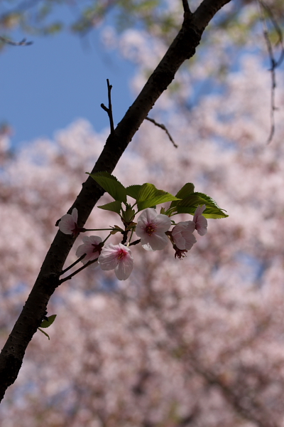 陽気に誘われ、花咲爺さん！＜Ⅱ＞_c0134879_20215596.jpg