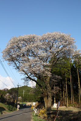 波野の大桜（ヒガンザクラ）_c0152779_21255799.jpg