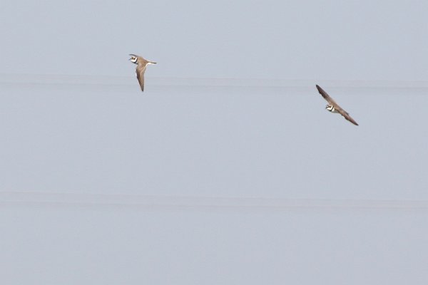 水辺で飛ぶ鳥 野鳥撮小屋 水辺で飛ぶ鳥 野鳥撮小屋