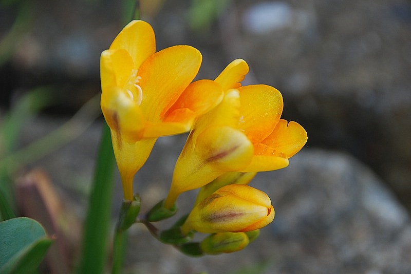 4月14日～言の葉綴り（満開～花吹雪）_c0187781_10285228.jpg