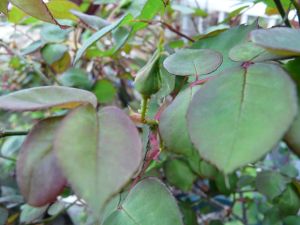2009年4月15日 おいしいものには虫がつく?_b0098584_16102388.jpg