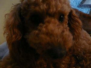 2009年4月15日 おいしいものには虫がつく?_b0098584_16105794.jpg