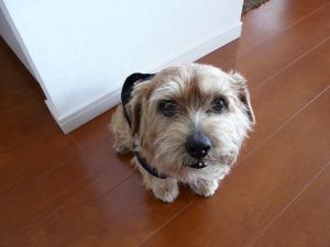 2009年4月15日 おいしいものには虫がつく?_b0098584_1685995.jpg