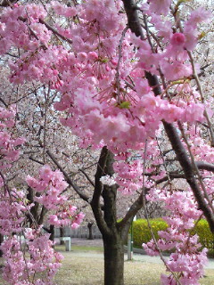 桜絨毯_b0125384_20582515.jpg