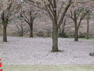 桜絨毯_b0125384_20582567.jpg