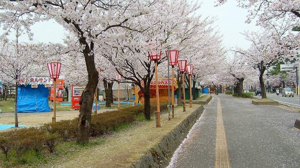 高田城址公園の桜！_e0065084_131624.jpg