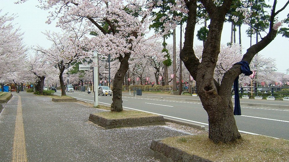 高田城址公園の桜！_e0065084_132934.jpg