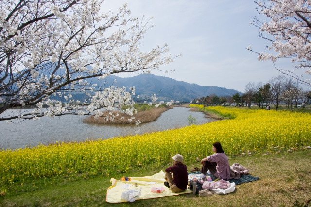新潟市 西蒲区 上堰潟公園 満開 ニイガタ越後 旬の撮影地 新潟市 西蒲区 上堰潟公園 満開 ニイガタ越後 旬の撮影地