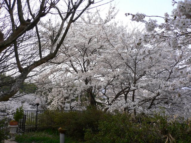 Dinner under the Cherry blossoms - 桜の下でディナー -_f0186787_13521436.jpg