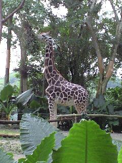 シンガポール８）　シンガポール動物園_a0097288_22462529.jpg