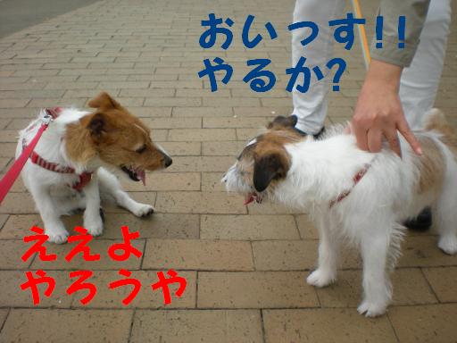 c0188294_1138323.jpg