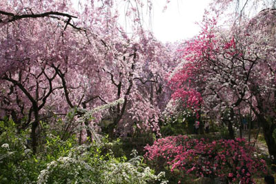 原谷苑の桜 4月12日_c0108595_214326.jpg