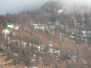 登山道情報_e0120896_815588.jpg