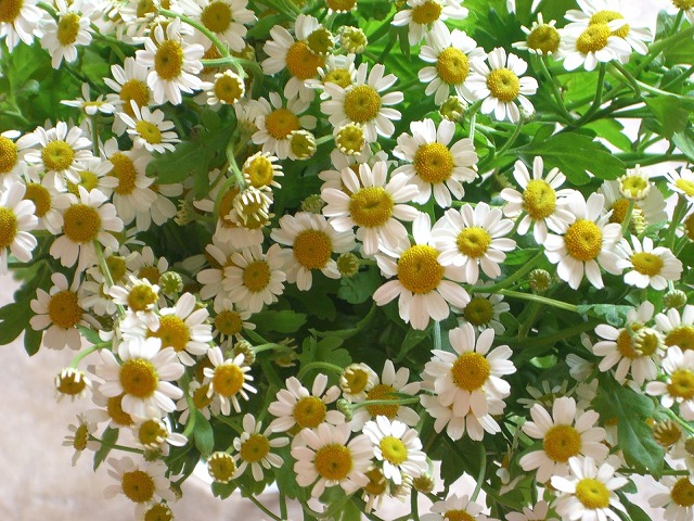 マトリカリア シングルベグモ Hanatsudoi マトリカリア シングルベグモ Hanatsudoi