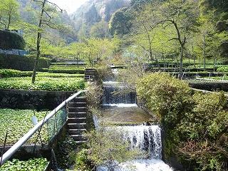 こだわりの山葵_f0157910_1564496.jpg