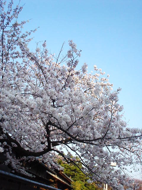 桜・さくら・ｻｸﾗ_d0039111_184759100.jpg