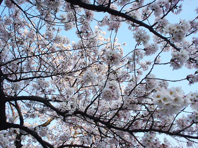 桜・さくら・ｻｸﾗ_d0039111_18481277.jpg