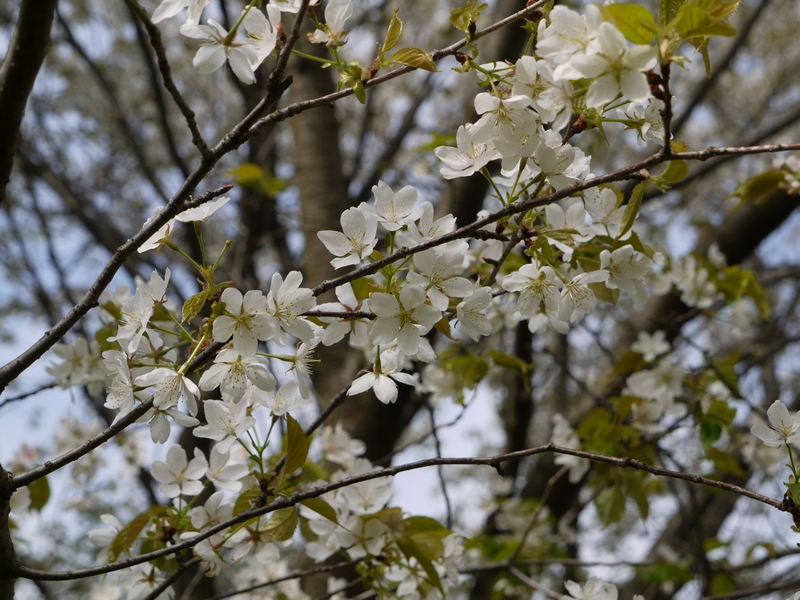 群馬県_e0034313_21212711.jpg