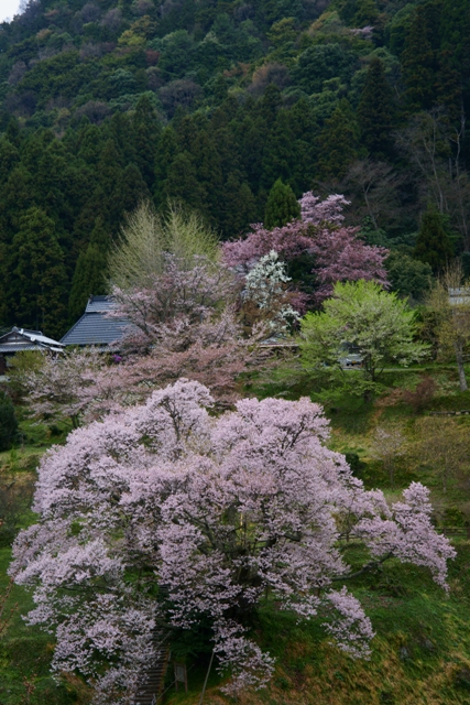 仏隆寺の千年桜_e0177413_22283096.jpg