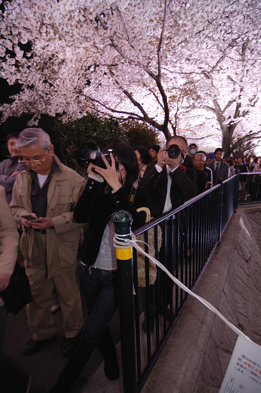 超人気！調布市野川ライトアップの桜を画像9枚で!_f0192814_0243.jpg