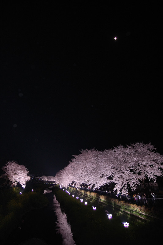 超人気！調布市野川ライトアップの桜を画像9枚で!_f0192814_05215.jpg