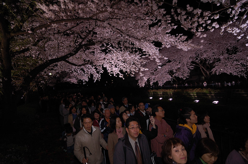 超人気！調布市野川ライトアップの桜を画像9枚で!_f0192814_055531.jpg