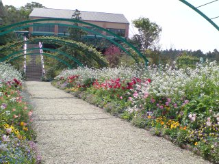 ♪花・はな・花♪_e0135518_11101131.jpg