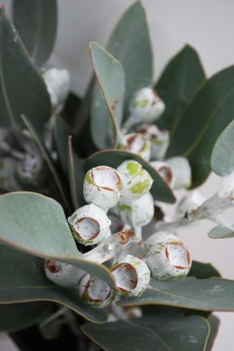 ユーカリの話 Green Flower Puhara 花屋のおきらく日記