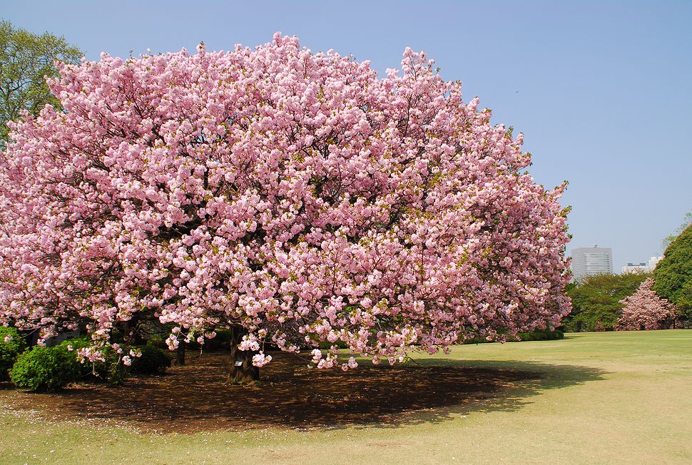 新宿御苑は満開の八重桜と・・・子供達の歓声が♪_a0031821_1725477.jpg