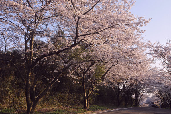 桜道_c0182231_20123491.jpg