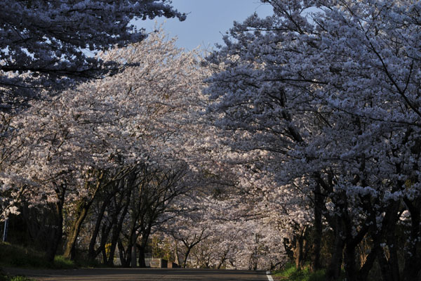 桜道_c0182231_20184673.jpg