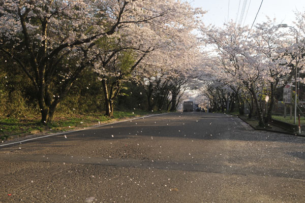 桜道_c0182231_2018716.jpg