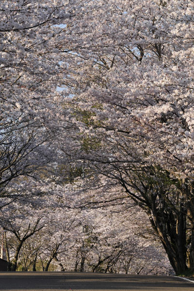 桜道_c0182231_20191138.jpg