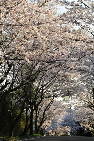 桜道_c0182231_20203130.jpg