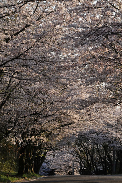 桜道_c0182231_20205613.jpg