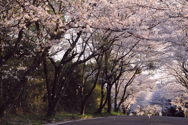 桜道_c0182231_2020626.jpg