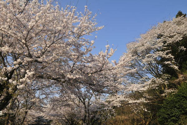 桜道_c0182231_20235967.jpg