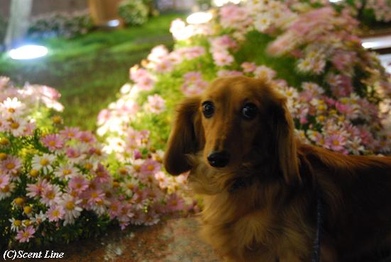 夜のお花見散歩_c0099133_001832.jpg