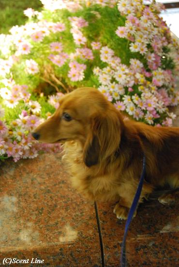 夜のお花見散歩_c0099133_0105358.jpg