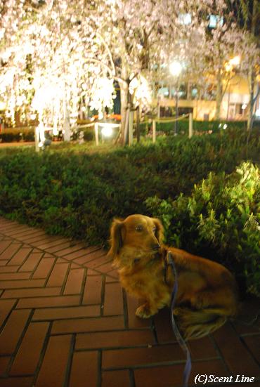 夜のお花見散歩_c0099133_0214073.jpg