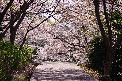 桜-Ⅳ_d0029333_20263716.jpg