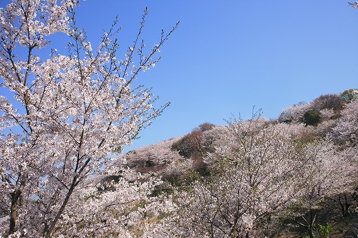 桜-Ⅳ_d0029333_2026440.jpg