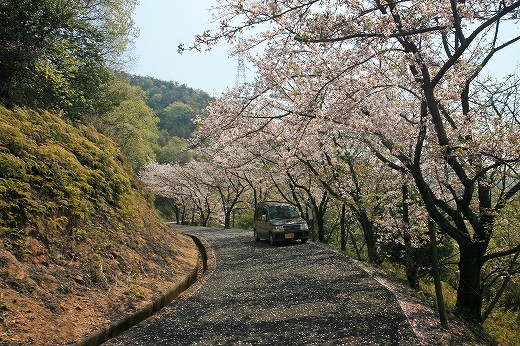 桜-Ⅳ_d0029333_20303390.jpg