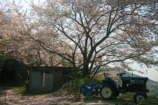 桜-Ⅳ_d0029333_2030992.jpg